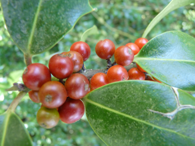 Fruits en forme et de la taille de petits pois, d'abord verts puis devenant rouges à maturité. Agrandir dans une nouvelle fenêtre (ou onglet)
